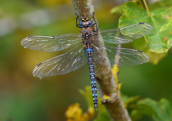 Emperor Dragonfly perched on tree with wings open.