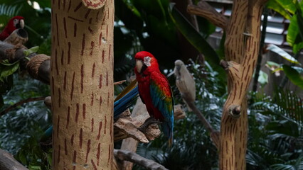 Cuban Macaw|Ara tricolor|古巴紅鸚鵡|紅金剛鸚鵡|三色金剛鸚鵡