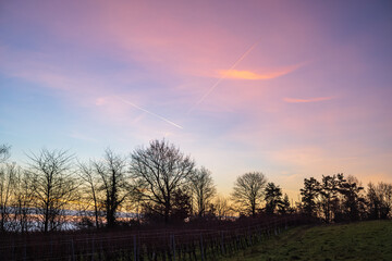 rosa wolken zum sonnenaufgang über einer baumgruppe