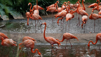 greater flamingo|Phoenicopteridae|Phoenicopterus chilensis|智利火烈鳥|智利紅鸛