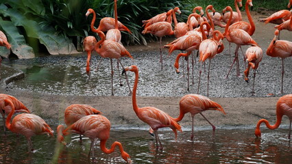 greater flamingo|Phoenicopteridae|Phoenicopterus chilensis|智利火烈鳥|智利紅鸛