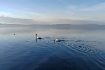 Swans Swimming In lake