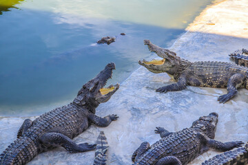 Close-up portrait of crocodile  is opening its mouth at the crocodile farm in Thailand Zoo