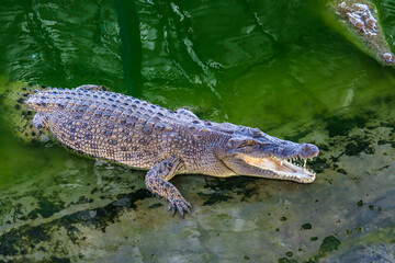 Close-up portrait of crocodile  is opening its mouth at the crocodile farm in Thailand Zoo