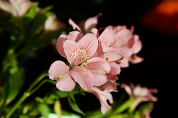 premières fleurs de l'année