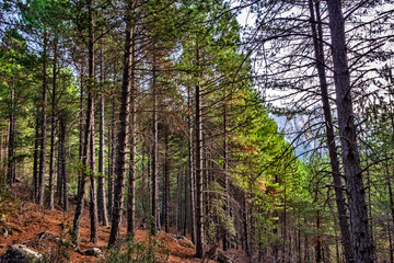 Pinares en La Pedriza
