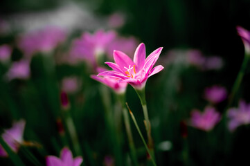 Fototapeta premium Pink flowers in spring