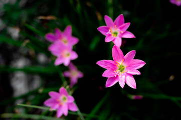 Close up pink flowers in spring