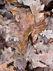 withered leaves on the ground winter