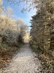 Waldweg bei Frost im Winter mit Raureif auf den Bäumen