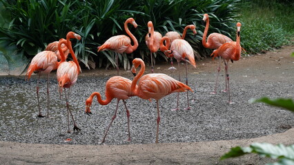 greater flamingo|Phoenicopteridae|Phoenicopterus chilensis|智利火烈鳥|智利紅鸛