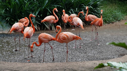 Fototapeta na wymiar greater flamingo|Phoenicopteridae|Phoenicopterus chilensis|智利火烈鳥|智利紅鸛