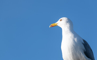 Gaivota