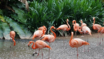 greater flamingo|Phoenicopteridae|Phoenicopterus chilensis|智利火烈鳥|智利紅鸛