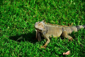 brown iguana on dark green gras on Aruba