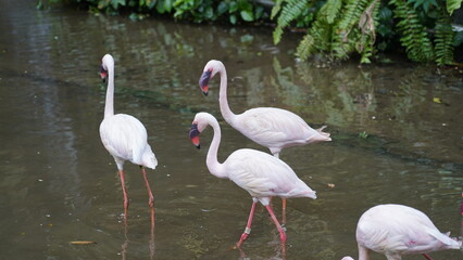 The greater flamingo|Phoenicopterus roseus|大紅鸛