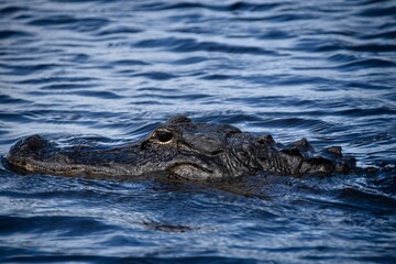 alligator in lake everglades