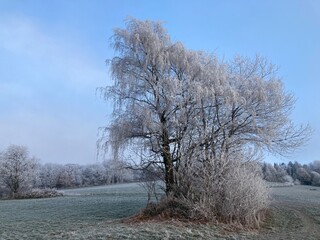 Friedvolle Naturlandschaft im Winter im Morgengrauen mit Raureif