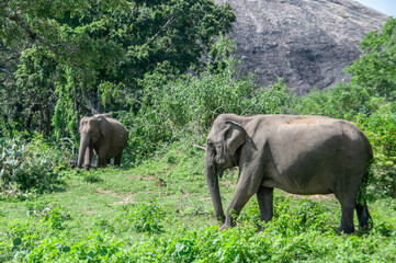 Elephants in Sri Lanka