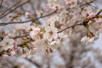 Cherry blossoms in spring