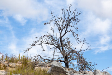 Silhouette of a dead protea tree in front of blue sky and some clouds, Western Cape, South Africa