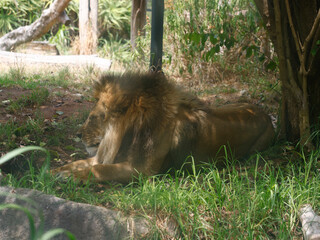 Closeup of a male lion, Panthera leo, seen sleeping on the grass in a zoo.