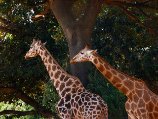 Closeup of two Giraffes seen in a zoo during the day.