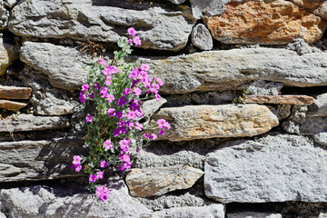 Flowers in a Stone Wall