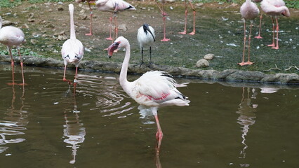 The greater flamingo|Phoenicopterus roseus|大紅鸛