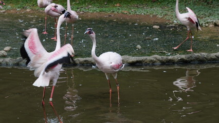 The greater flamingo|Phoenicopterus roseus|大紅鸛