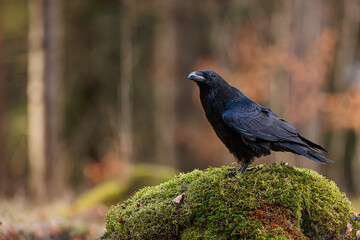 common raven (Corvus corax) is in the woods on a mossy stump