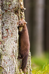 Obraz premium female beech marten (Martes foina), also known as the stone marten on a spruce tree