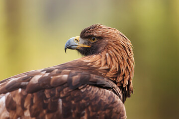 female White-tailed eagle (Haliaeetus albicilla) portrait with head turned backwards