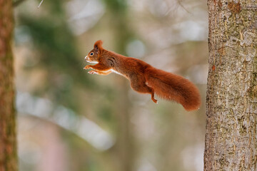 small animal Eurasian red squirrel (Sciurus vulgaris) in the jump between the trees - obrazy, fototapety, plakaty