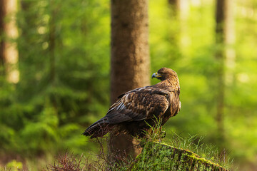 female White-tailed eagle (Haliaeetus albicilla) sitting on a stump in the woods