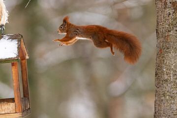 small animal Eurasian red squirrel (Sciurus vulgaris) jumps into the bird feeder