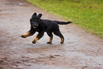 puppy black and gold Hovie dog hovawart frolicking on the road