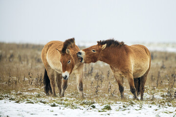 (Equus ferus przewalskii ), also called the takhi, Mongolian wild horse or Dzungarian horse, They're having a nice time