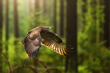 common buzzard (Buteo buteo) flying in the opposite light