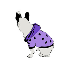 Vector illustration of a french bulldog dressed up in a hoodie. Dog print isolated on white background.