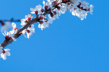 flowers of blooming Apple tree in spring against blue sky on a Sunny day close-up macro in nature outdoors.