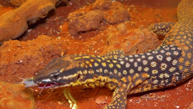 Spiny-tailed monitor (Varanus acantburus) eating cricket
