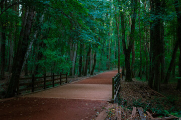 Belgrad forest in Istanbul. Jog or walk trail in the forest