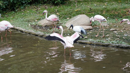 The greater flamingo|Phoenicopterus roseus|大紅鸛