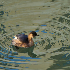 great crested grebe