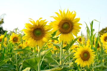 Yellow sunflowers in the sunflower field of the park