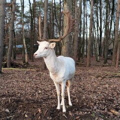White deer in the woods