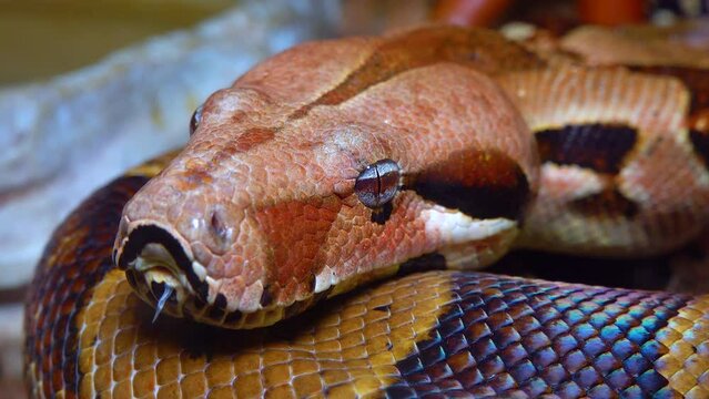 Close-up head of a spotted boa constrictor in a terrarium