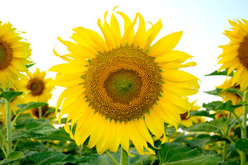 Yellow sunflowers in the sunflower field of the park