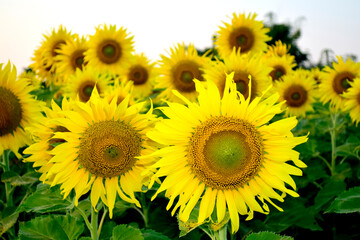 Yellow sunflowers in the sunflower field of the park